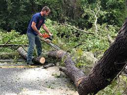 Bude, MS Tree Care Services Company