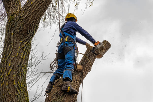 Tree and Shrub Care in Bude, MS