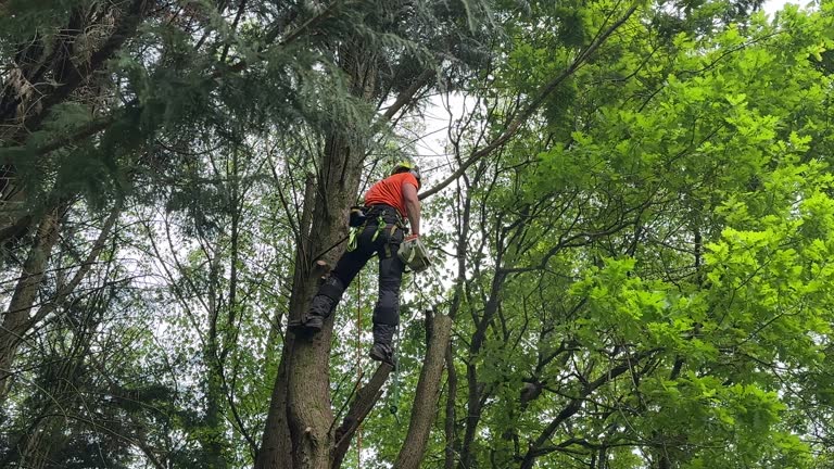 Best Tree Disease Treatment  in Bude, MS